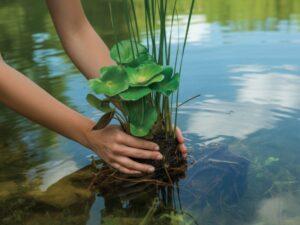 Woda i zieleń w oczku